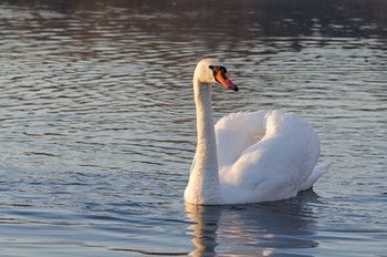 Mute swan / ***