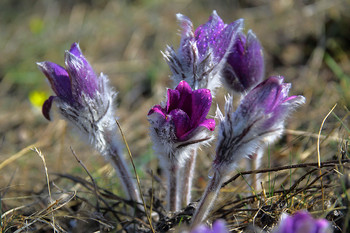 Pulsatilla Crimean / ***