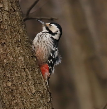 Woodpecker / ***