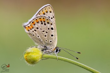 Lycaena tityrus / COVID 19 emergency we stay at home .... we search the archives