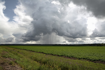These summer rains ... / ***