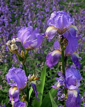 Irises / ***