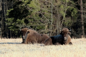 Pashkevich68 / Pashkevich68