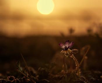 Evening in the field / ***