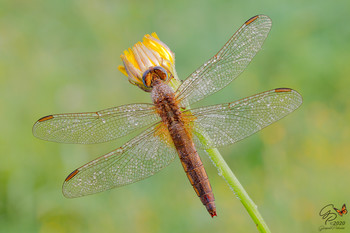 Crocothemis erythraea (female) / Photos from last summer