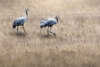 Cranes / Two cranes in a field photographed on march 2020