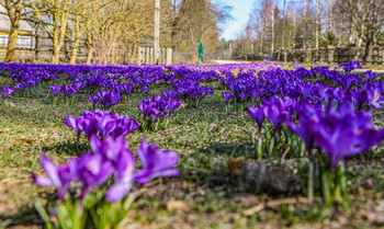 carpet,flowers / Red cross Poland