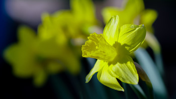 Daffodils / ***