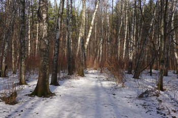 Waiting for Spring / ...