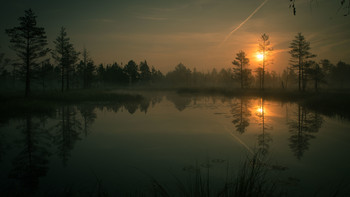 Morning in the swamp / ***