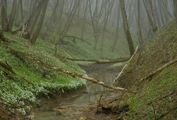 spring morning / ***