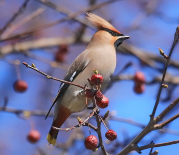 waxwing / ***