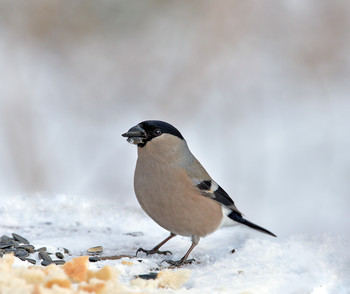 Bullfinch / ***