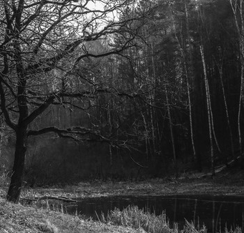 Spring in the woods / ***