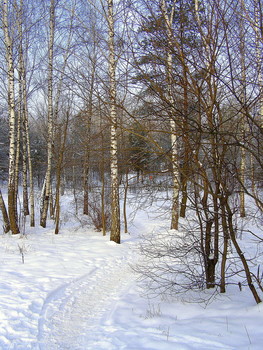 winters in the forest / ***