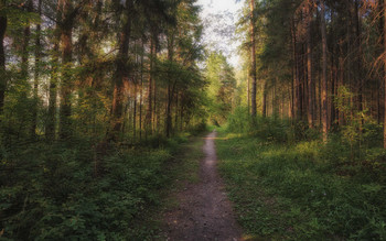 Track / ***