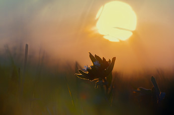 Evening in the field / ***