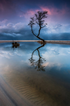 Harmony / ***