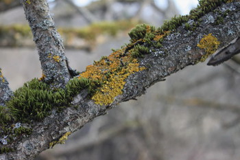 &nbsp; / Luszhki-village, Istra-district, Moscow region, Russia