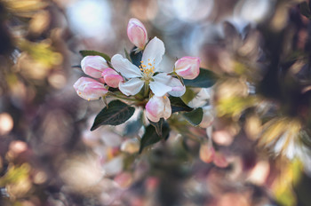 Flowering ... / Flowering...