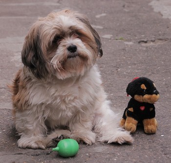 Fred and his new wife / a very cute dog and his toy-good against boring quarantine