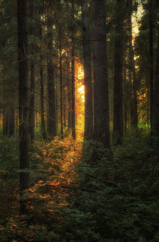 In forest / ***