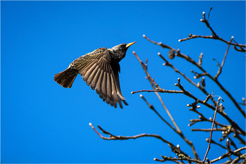 Starlings flew / ***