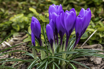 Purple Crocus / This clump of purple crocus were absolutely gorgeous in the sun