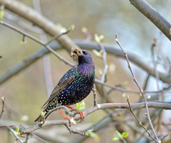 Starling / ***