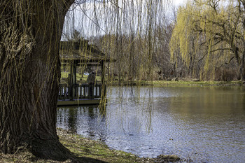 Willows Park / This beautiful park had large willow trees all around it
