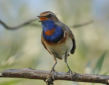 Bluethroat / ***