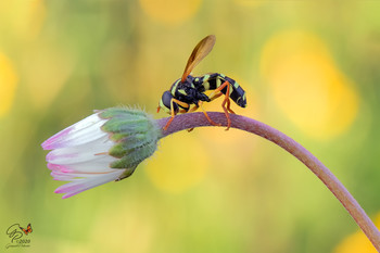 Xanthogramma festivum - Syrphidae / From the series &quot;Photos in the home garden&quot;