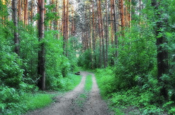 Evening Landscape / ***