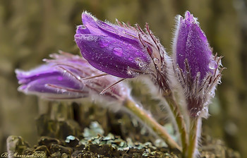 Pasque-flower / ***