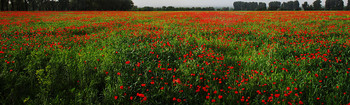 Poppies / ***