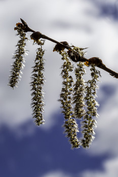 Hanging High / These seed pods were hanging high on this bush but were very pretty