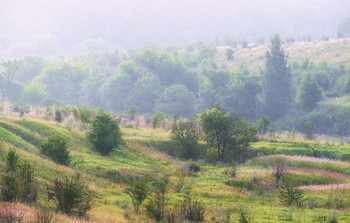 in the dawn mist / ***