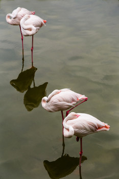 Flamingo / ***