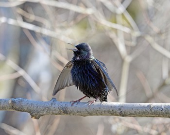 Starling / ***