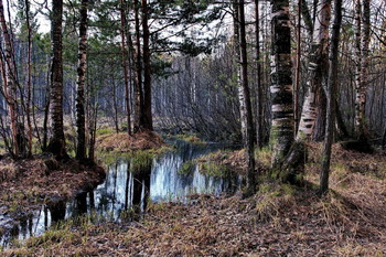 Spring evening. / ***