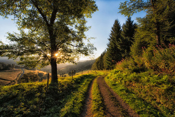 Sonnenuntergang / Schwarzwald