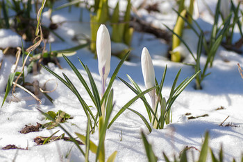 Crocuses / ***