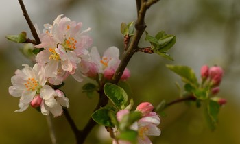 Flowering cherry / ***