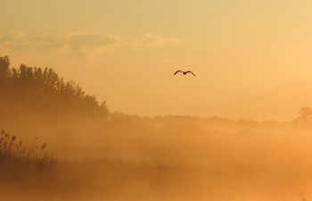 in the morning mist / ***