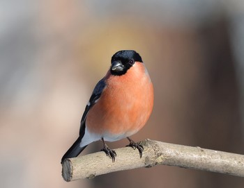 Bullfinch / ***