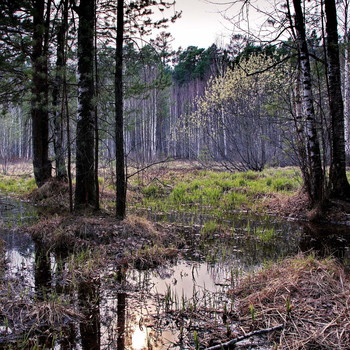 Spring forest. / ***