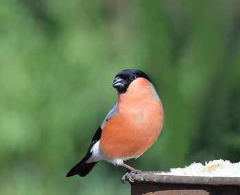 Bullfinch / ***