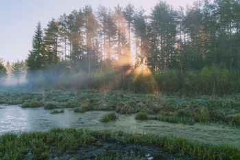 Dawn on the swamp / ***