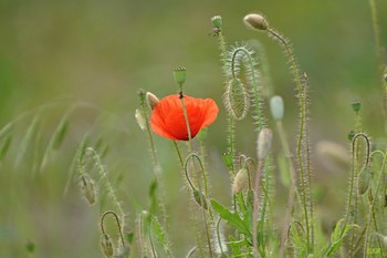 Poppies, poppies, red poppies ... / ***