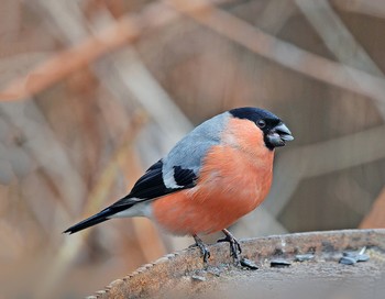 Bullfinch / ***